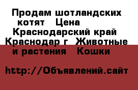 Продам шотландских котят › Цена ­ 4 000 - Краснодарский край, Краснодар г. Животные и растения » Кошки   